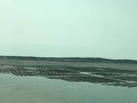 Austernbänke am Strand vder Ile d'Oleron