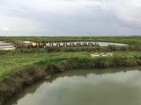 Austernfarm von Marennes