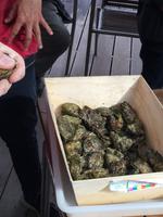 Schulung im Austernöffnen