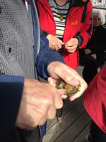 Schulung im Austernöffnen