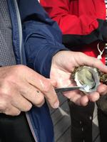 Schulung im Austernöffnen