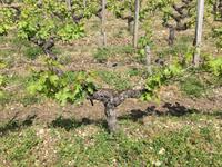 Ausflug ins Weinbaugebiet Médoc