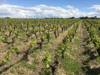 Ausflug ins Weinbaugebiet Médoc