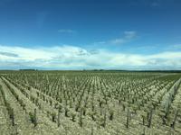 Ausflug ins Weinbaugebiet Médoc