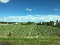 Ausflug ins Weinbaugebiet Médoc