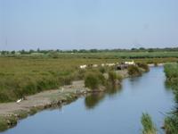 Tag 10 - 1 - Camargue - Fotostopp am Tour CarbonniÃ¨re (1)