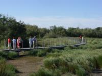 Tag 10 - 1 - Camargue - Fotostopp am Tour CarbonniÃ¨re (2)