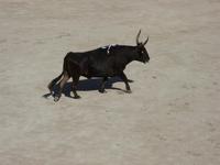 Tag 10 - 6 - Arles - camarguesischer Stierkampf (3)