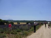 Tag 4 - 6 - Fotostopp auf Plateau de Valensole (1)