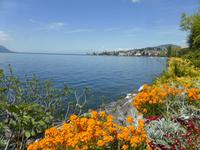 Montreux - Blumenpracht an der Promenade