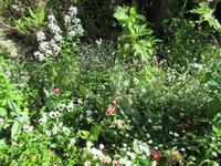 Giverny- Garten von Monet