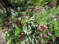 Giverny- Garten von Monet