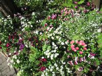 Giverny- Garten von Monet