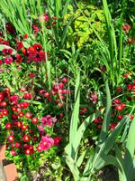 Giverny- Garten von Monet