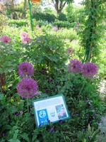 Giverny- Garten von Monet