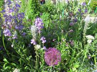 Giverny- Garten von Monet