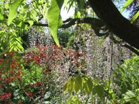 Giverny- Garten von Monet
