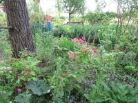 Giverny- Garten von Monet