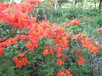 Giverny- Garten von Monet