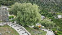 Korsika, Cap Corse, Nonza, blühender Olivenbaum