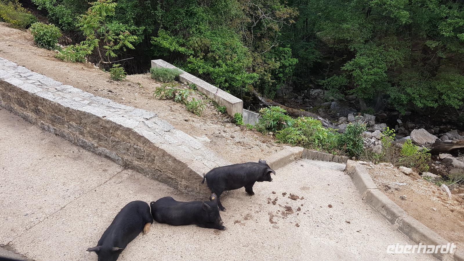 Korsika, Schweine nahe der Spelunca Schlucht