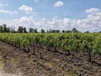 077. Château d'Aney Weinberg