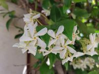 121. Aigues Mortes Jasminblüten