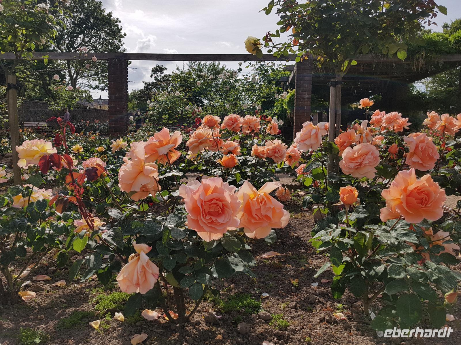 Jersey, St Helier,Howard Davis Park, Rosengarten