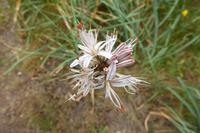 4.Tag, Wanderung von Crucuno nach Erdeven 