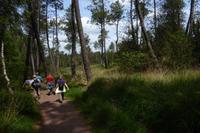 3.Tag, Wanderung im Wald von Brocéliande 