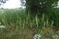 3.Tag, Wanderung im Wald von Brocéliande