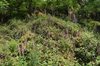 3.Tag, Wanderung im Wald von Brocéliande 