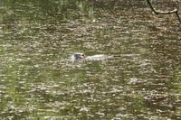 3.Tag, Wanderung im Wald von Brocéliande 