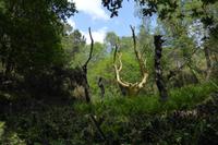 3.Tag, Wanderung im Wald von Brocéliande 