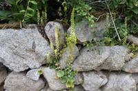 4.Tag, Wanderung Carnac. Venusnabel Umbilicus rupestris