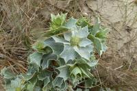 5.Tag, Wanderung auf der Halbinsel Penmarch  