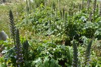 5.Tag, Wanderung auf der Halbinsel Penmarch  