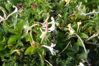 6.Tag, Wanderung zur Pointe du Raz 