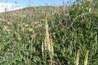6.Tag, Wanderung zur Pointe du Raz 