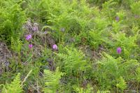 7.Tag, Wanderung auf der Ile Grande 