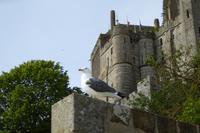 9.Tag, Mont Saint Michel 