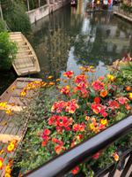 Colmar. Petit Venise