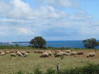 Jersey gehörnte Schafe