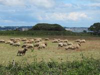 Jersey gehörnte Schafe