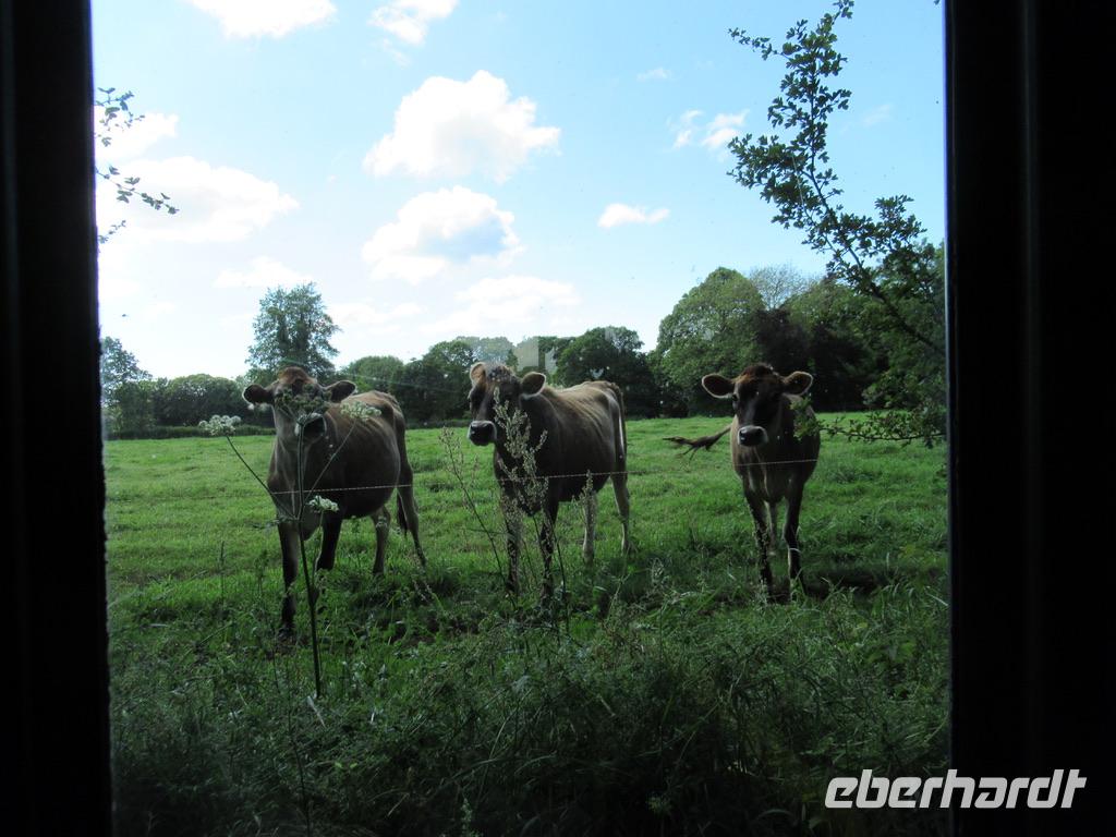 Jersey-Kühe bezaubern uns mit ihren Rehaugen.