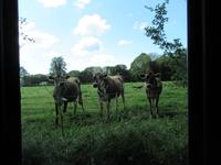 Jersey-Kühe bezaubern uns mit ihren Rehaugen.