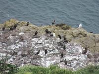 Cap Frehel-Möven, Cormoran und Pinguinen