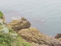 Cap Frehel-Möven, Cormoran und Pinguinen