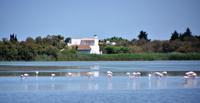 Flamingos in Stes. Maries de la Mer
