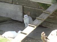 Kaninchen im Vall de Núria